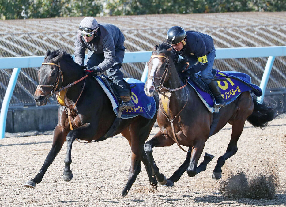 Wコースで１週前追い切りを行ったダノンベルーガ（右）、左はシュトルーヴェ（カメラ・荒牧　徹）