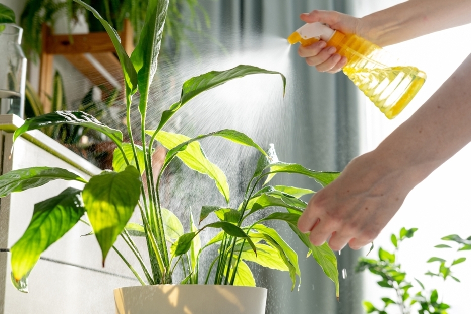 観葉植物が部屋の室内の気温を下げると聞きましたが電気代はどれくらい節約できますか？ またおすすめの観葉植物を教えてください。