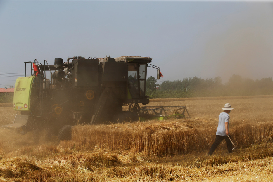 中国当局は２７日、食糧安全保障への取り組みの一環として、穀物など主要農産物を安定確保へ金融支援を強化すると表明した。河北省で２０２１年撮影。（２０２４年　ロイター/Tingshu Wang）