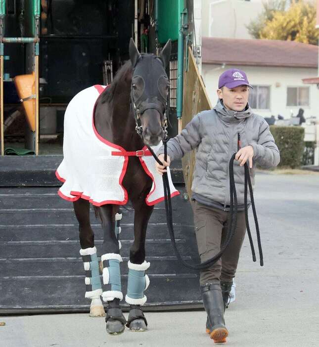 中山競馬場に到着したシャフリヤール＝中山競馬場（撮影・塩浦孝明）