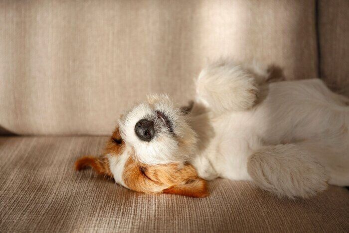 ひっくり返って寝る犬