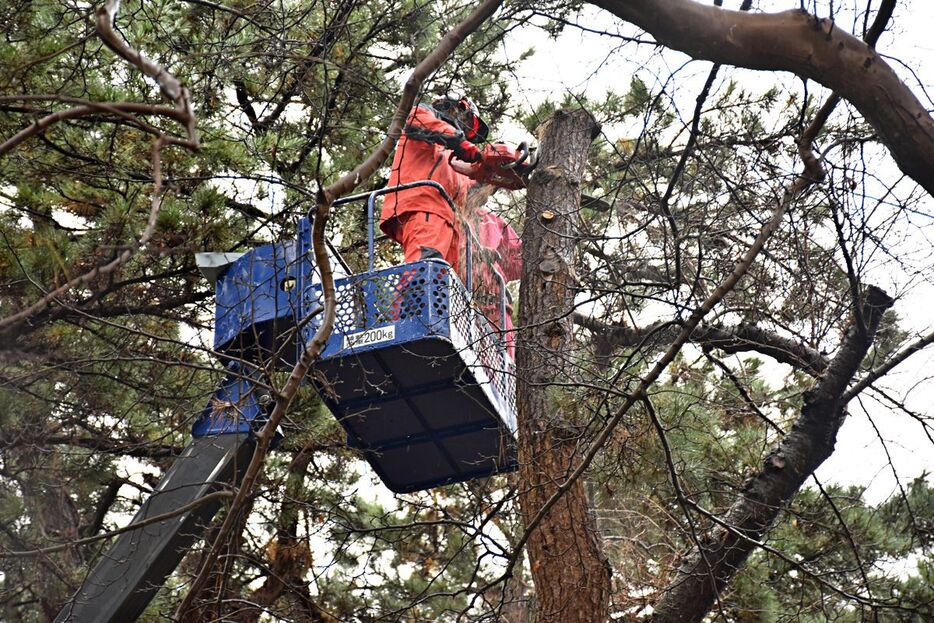 チェーンソーで芦野公園内の危険木を伐採する作業員＝3日、五所川原市金木町