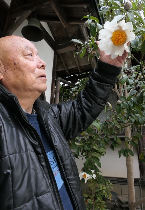 みごとな大輪のツバキ=岡山県津山市で