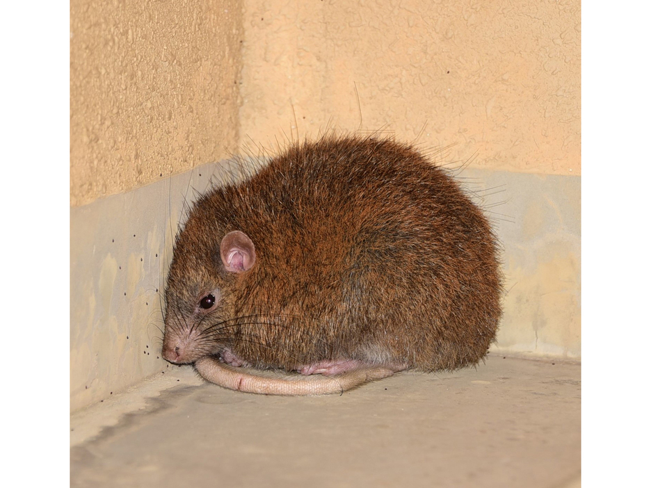 ビルの8階で見つかったケナガネズミ＝25日、鹿児島県奄美市名瀬