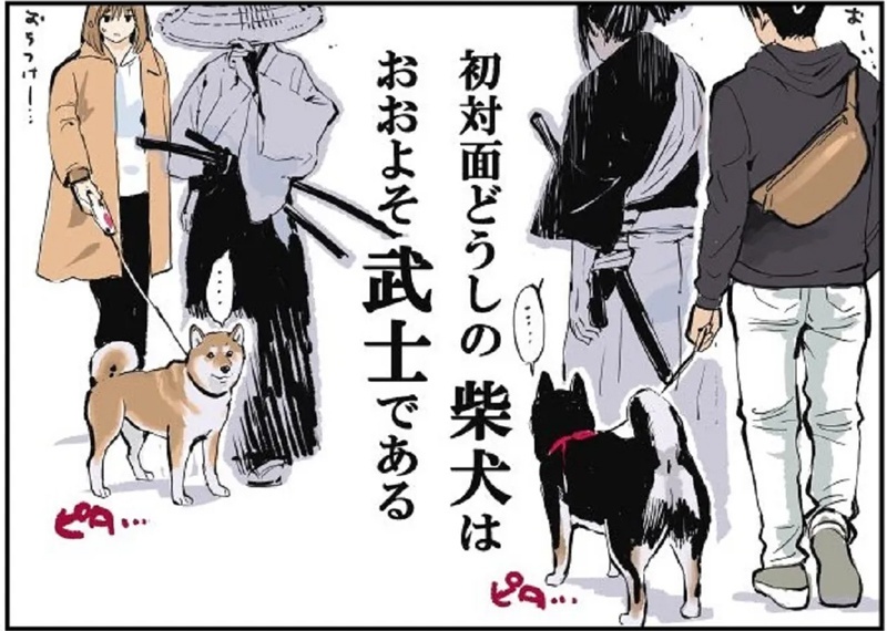 『柴犬と新入りのハスキーが子犬時代からタイプが違いすぎた』より