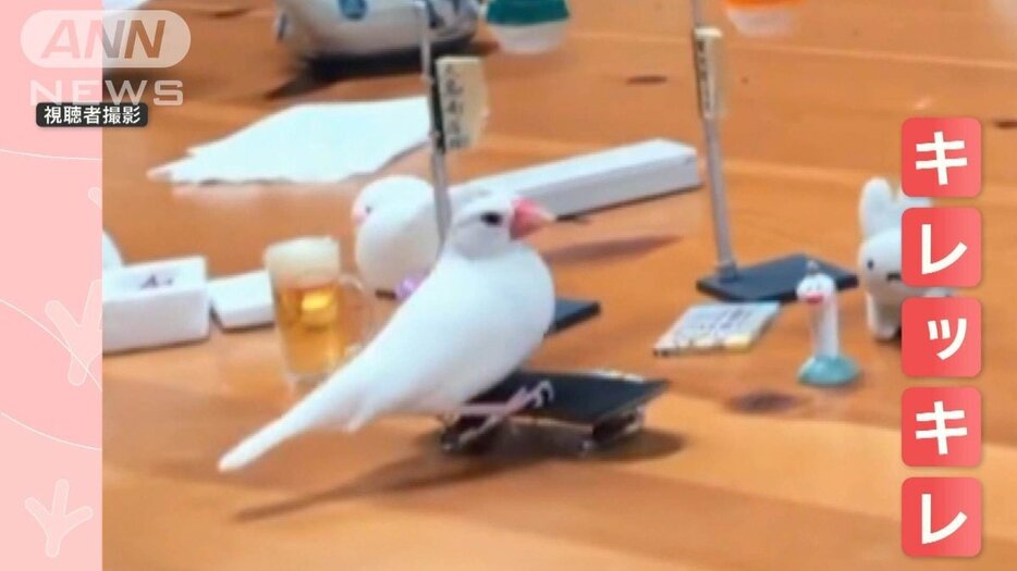 超絶テクの天才文鳥　スケボー飛び乗り高速ターン！キレッキレの技連発　楽しんでる？