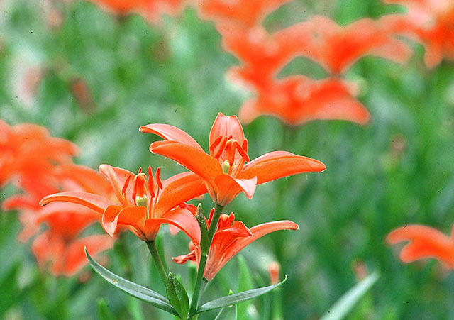 鮭川村の花「ミチノクヒメユリ」