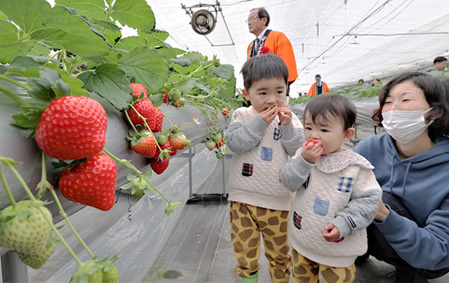 ハウス内でイチゴ狩りを楽しむ親子＝寒河江市・いちごガーデン