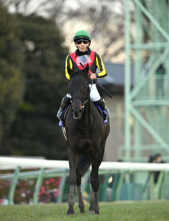 ホープフルSで16着に敗れたマジックサンズ＝28日、中山競馬場（撮影・奈良武）