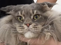 体重11.8キロの“でっかい爆毛猫”をプロがお手入れすると……