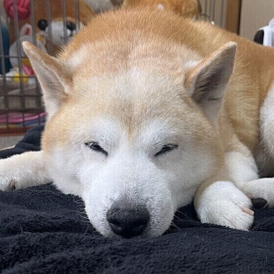 眠る犬