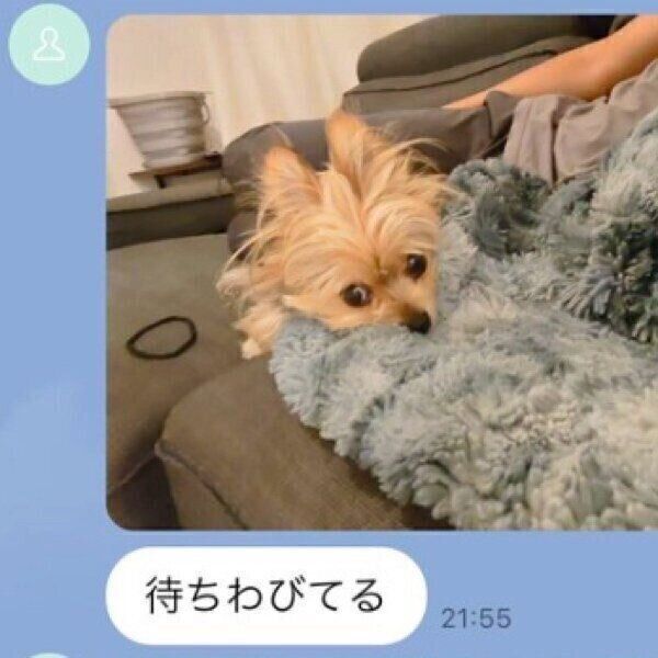 飼い主さんの夫から届いたLINE。帰宅を待ちます。