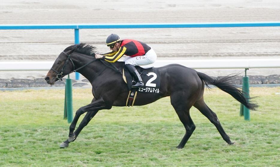 黃菊賞を勝ったミュージアムマイル＝京都競馬場（撮影・榎本雅弘）