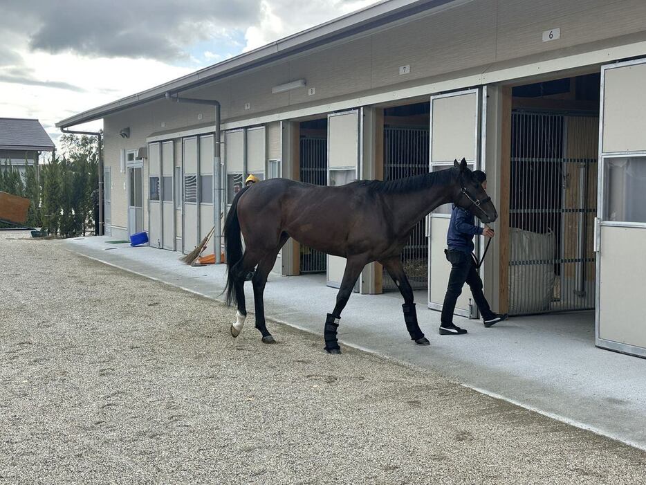 京都競馬場に到着して出張厩舎に入るアルレッキーノ（撮影・増本隆一朗）