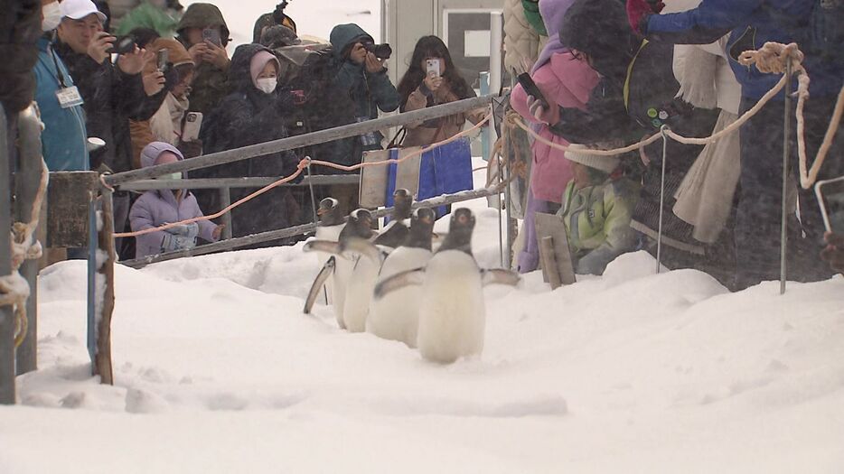 ペンギンたちがヨチヨチお散歩