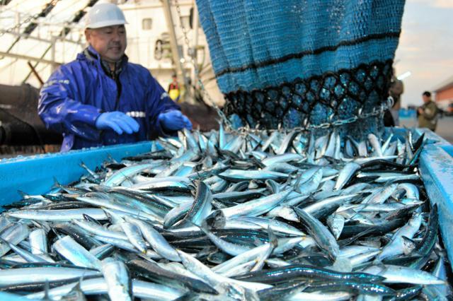 魚市場前の岸壁に初水揚げされるサンマ。遠路、北海道東方沖でとって運んできた=2024年11月5日、福島県いわき市の小名浜港、西堀岳路撮影