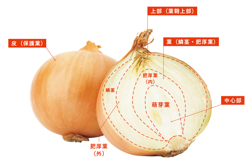 (c)監修:濱裕宣、赤石定典『完全版 その調理、9割の栄養捨ててます！』/世界文化社