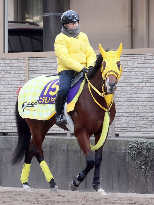 ニタモノドウシ＝美浦トレセン（撮影・塩浦孝明）