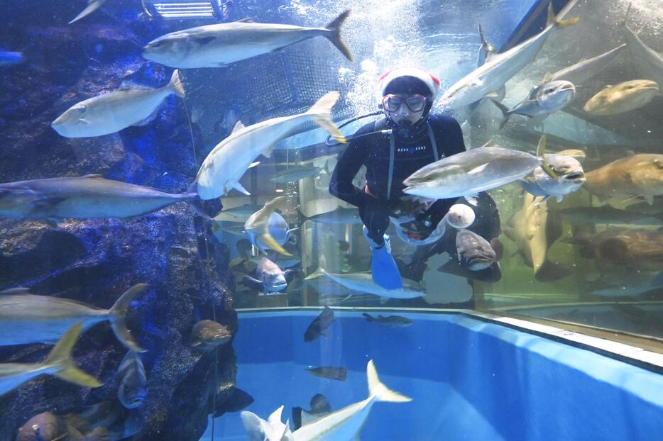 「富山湾大水槽」で魚に餌をやる飼育員＝富山県魚津市の魚津水族館