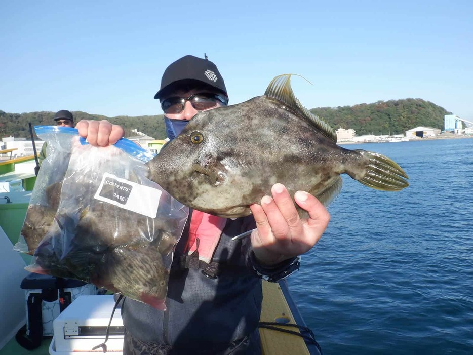 今季絶好調とも聞こえてくるカワハギの釣果！果たして…？