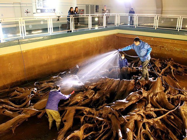 水をかけながら樹根の汚れを落とす職員＝魚津埋没林博物館