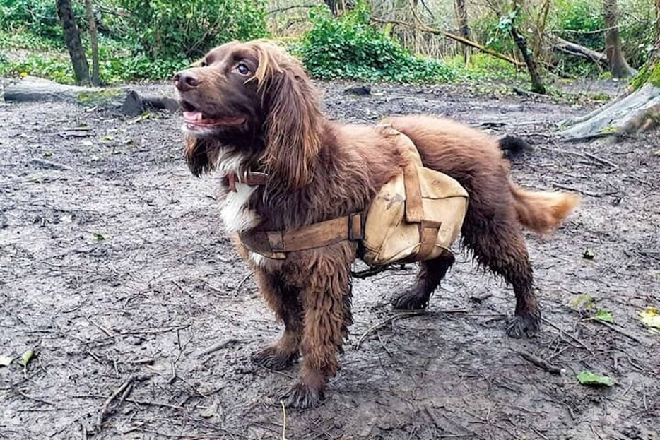 種子の入ったバックパックを着けた犬