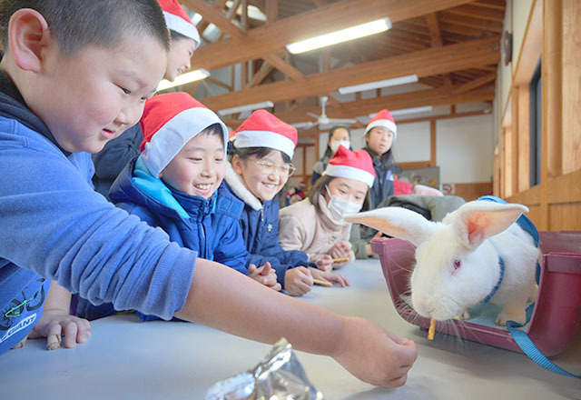 ジャンボウサギに餌をあげる子ども＝河北町・河北中央公園