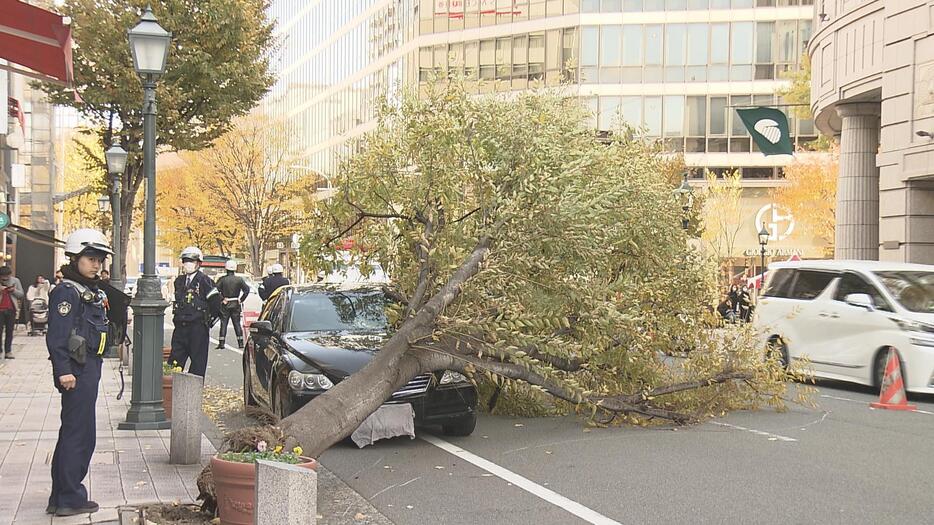 道端の街路樹が倒れ車にぶつかる