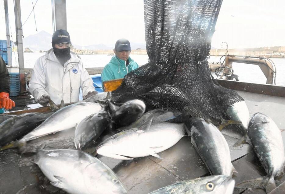 次々と水揚げされるブリ＝12月1日、福井県高浜町和田