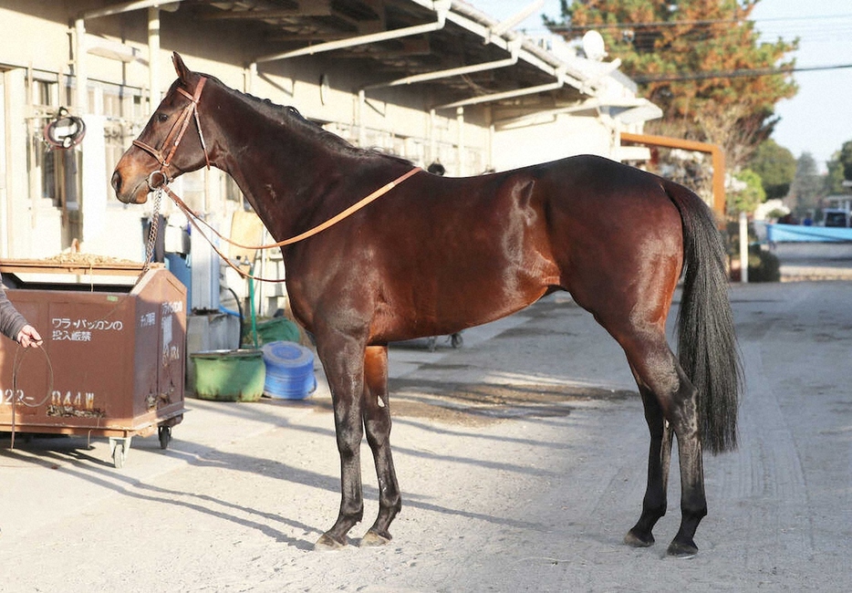 ＜有馬記念・馬体診断＞シュトルーヴェ