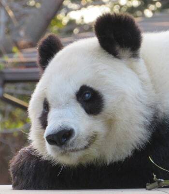 提供/神戸市立王子動物園