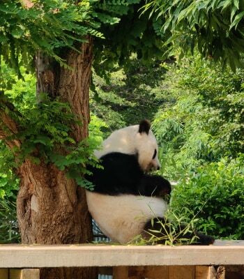 提供/神戸市立王子動物園