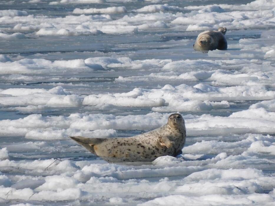 サロマ湖の氷上でのんびりと過ごすゴマフアザラシ（写真提供＝北見市観光協会）