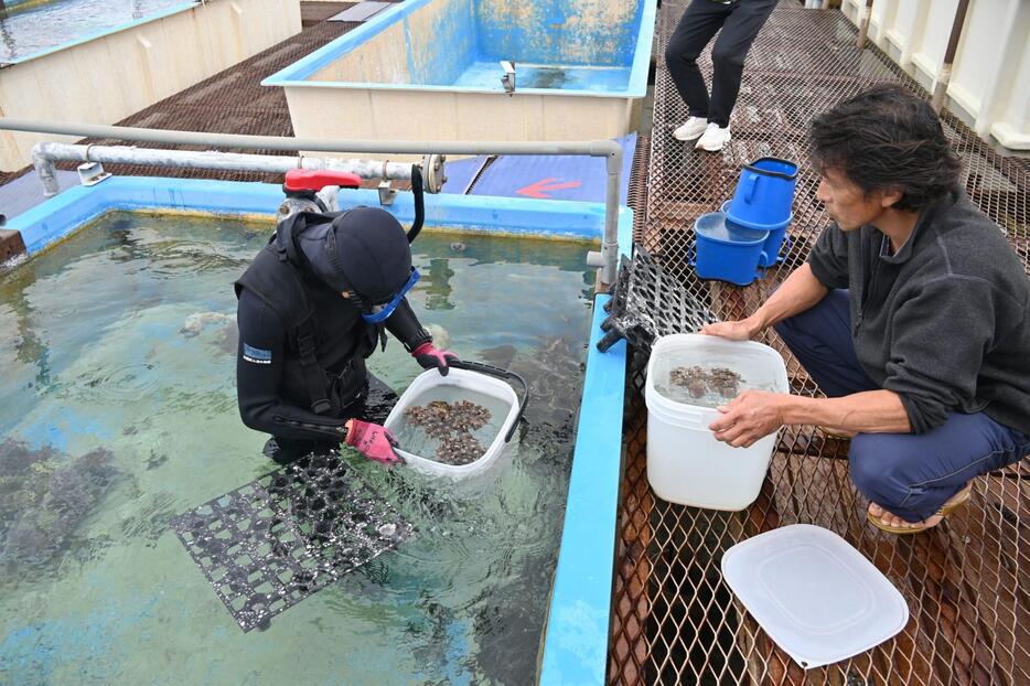 保護された養殖サンゴを予備水槽に移す沖縄美ら島財団の職員ら＝７日、本部町