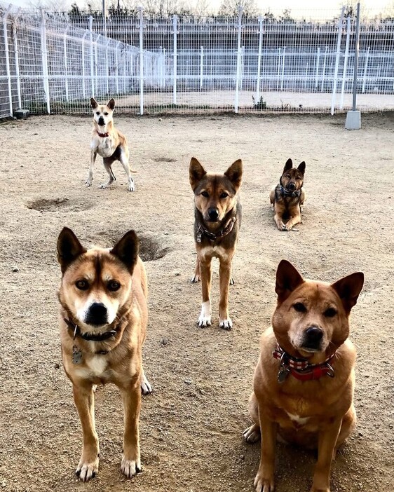 4面あるドッグランの1つは新しい家族との出会いを待つ保護犬専用（写真提供＝一般社団法人 せとうち保護犬猫の里）