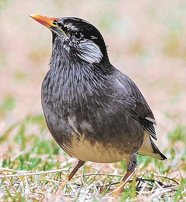 農作物の食害やふん害が問題となっているムクドリ（増渕さん提供）