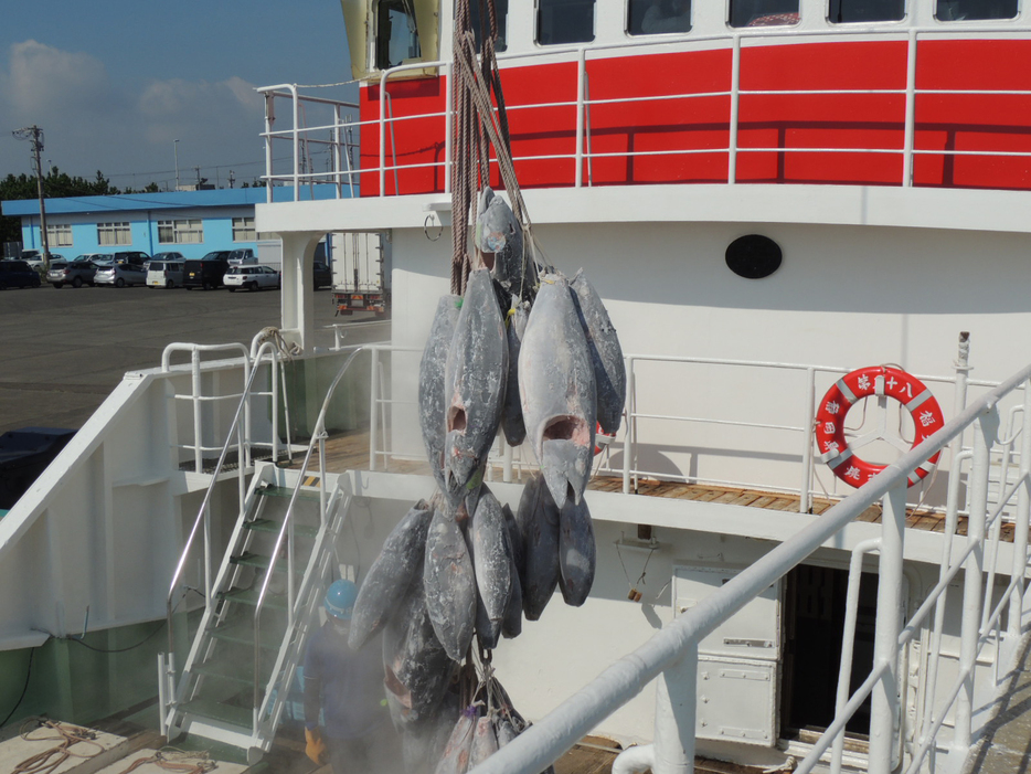 遠洋マグロはえ縄漁船からマグロを陸揚げする様子＝2021年8月、静岡県焼津港