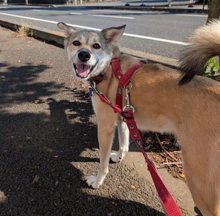 めるちゃんは散歩が大好き！