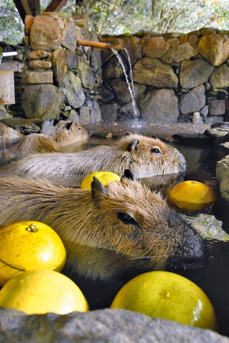 ザボンを浮かべた露天風呂でくつろぐカピバラ