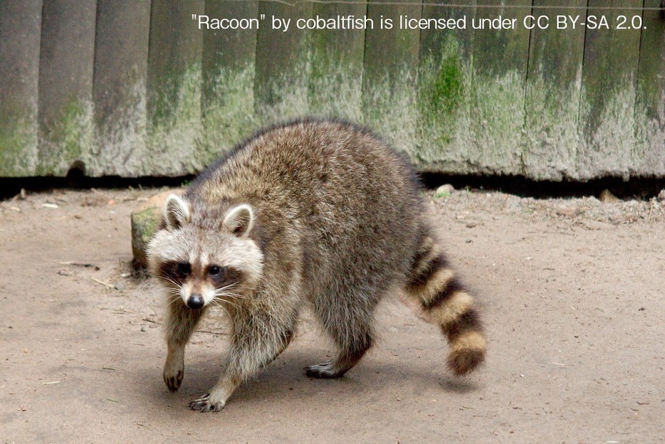 アライグマはあくまで野生動物であり、人間と親密な関係になることは難しいようです。