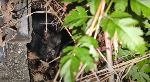 暗闇に紛れていた黒猫ちゃん