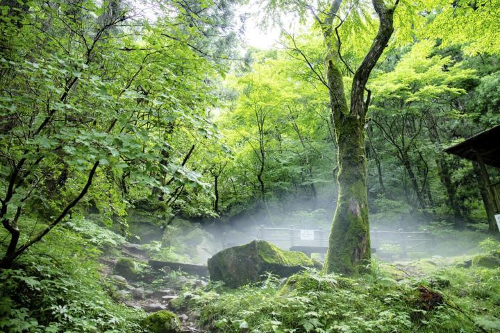 国登録記念物に答申された「上林の風穴」（東温市教委提供）