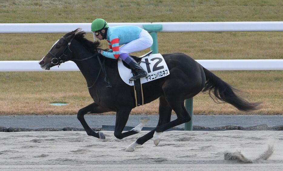 京都4R、1着ヤマニンバロネス＝京都競馬場（撮影・林俊志）