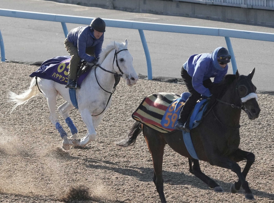 ＜有馬記念日曜追い＞ウッドチップコース、併せ馬で追い切るハヤヤッコ（左）（撮影・郡司　修）