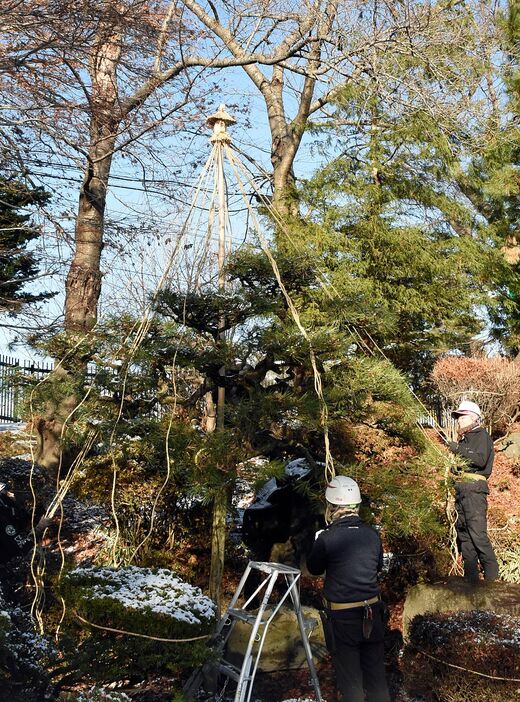 中島庭園内のマツの枝に縄を結びつける作業員