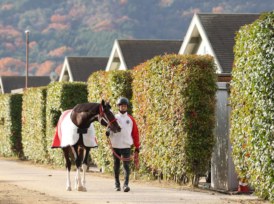 馬トク激走馬に算出されたタイセイカレント