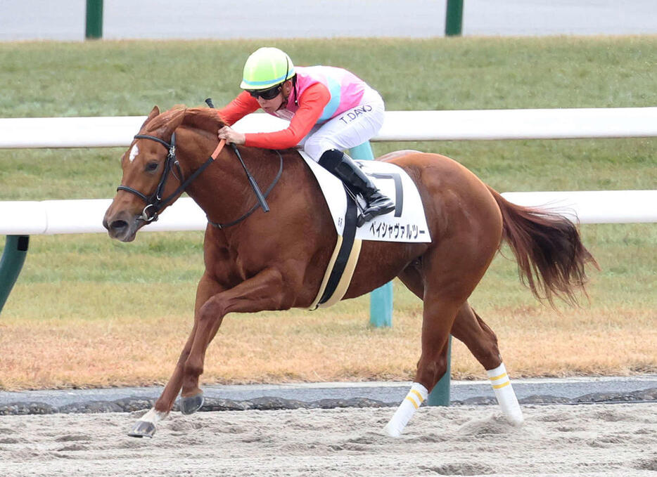 京都6R、新馬戦を快勝したペイシャヴァルツー（撮影・白石智彦）