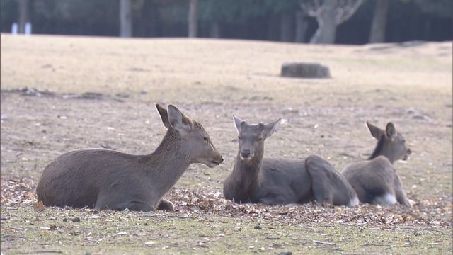 奈良公園の鹿