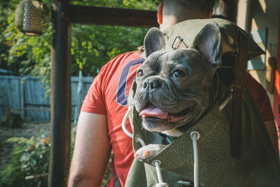 大きなバックパックに入った犬。Photo：Simin Han/Shutterstock※写真はイメージです