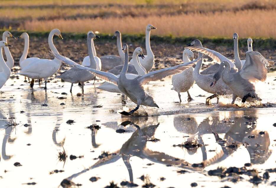 夕暮れ時に群れをなす白鳥。美の頂点ともいうべき姿を、訪れた人たちはうっとりと見つめていた＝千葉県印西市「本埜白鳥の郷」(酒巻俊介撮影)